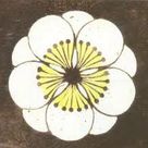 하얀오얏인 프로필 이미지