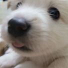 시고르멈무 프로필 이미지