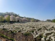 비범한청설모151