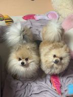 내일도칼퇴하는칠면조