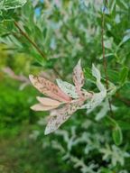 ♡꽃도아닌것이/아름답기도하지♡