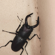 강대삼 지게차운전기능사