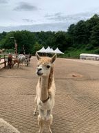 겁나연약한재규어