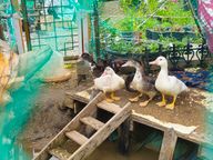 기러기오형제 아빠