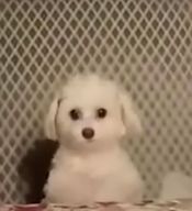 남극사는도도새