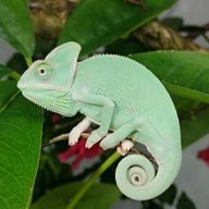 제법유머러스한카멜레온