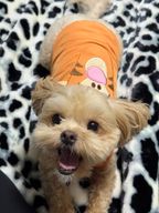 가장조용한감자