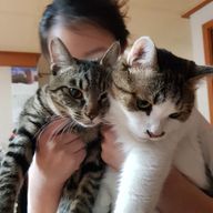 올곧은고양이90