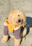 도움을주는골든리트리버