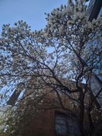 기막히게뛰어난데이지