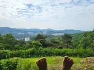 정말용감한구관조