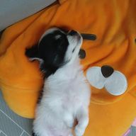 순수한제시카173