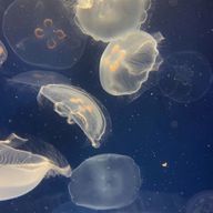 몽글몽글해파리