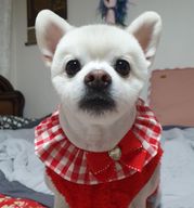 뽀미야산책가자