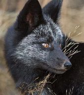 엄격한사막여우