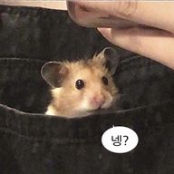 아마도풍부한잣나무