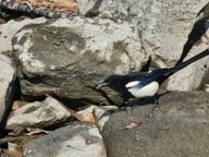 한결같이멋쩍은물소