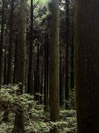 Evergreenforest