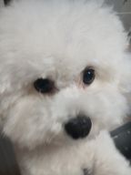 강아지만두