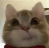 채박사