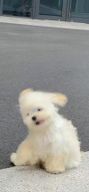 예콩!