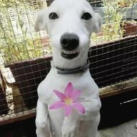갱얼쥐입니더