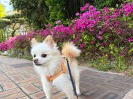 망고네행복하우스