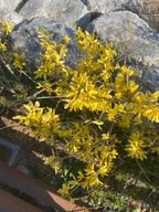 나리나리개나리