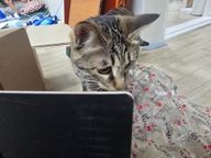 답변다는고양이