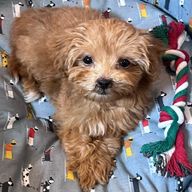 아몬드땅땅콩땅콩