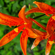 영원한강아지230