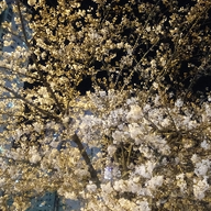 얌전한직박구리233