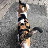 영특한직박구리157