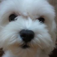 조그만코알라82