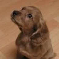 날렵한콩중이90