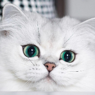 날씬한대벌래294