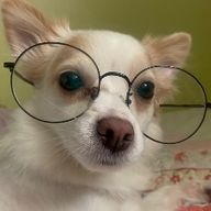 헌신하는수달246