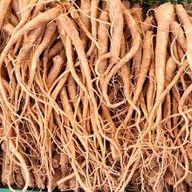 위대한무희새60