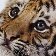 신랄한벌잡이173