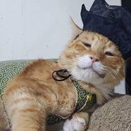 상냥한보석새240