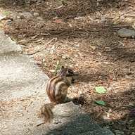 사려깊은비단벌레256