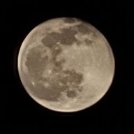 화사한오랑우탄135