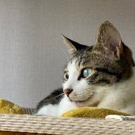 고마운오색조196