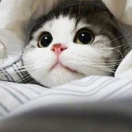 조용한무당벌레15