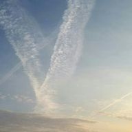 고요한미어캣234