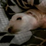 화려한고양이39