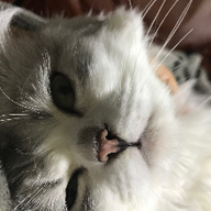 듬직한살모사297