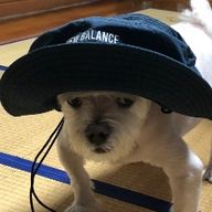 세련된왕나비285