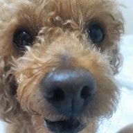 다정한뿔영양267