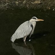 훌륭한물총새92